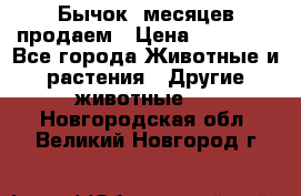 Бычок 6месяцев продаем › Цена ­ 20 000 - Все города Животные и растения » Другие животные   . Новгородская обл.,Великий Новгород г.